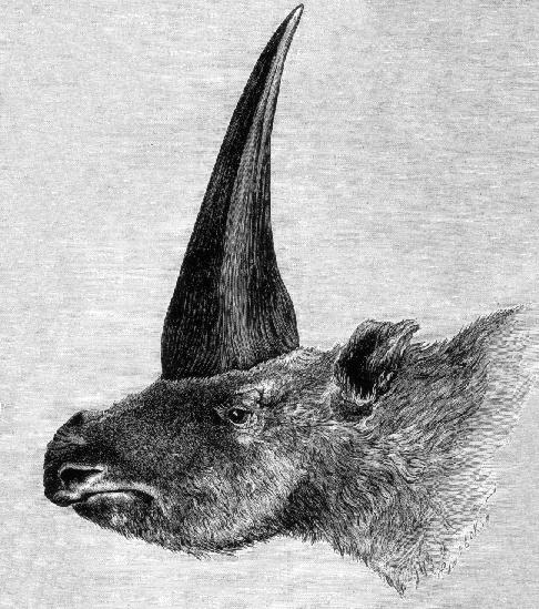 Elasmotherium sibiricum