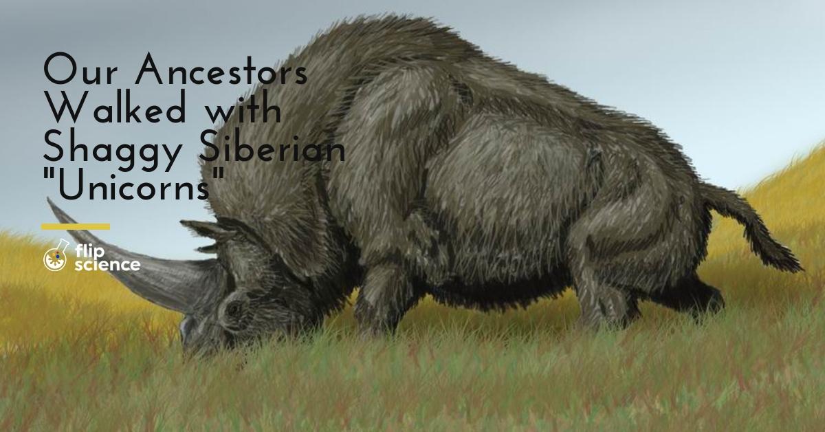 Elasmotherium sibiricum, unicorn, siberian unicorn