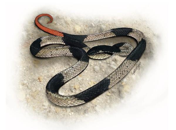 snake, philippines