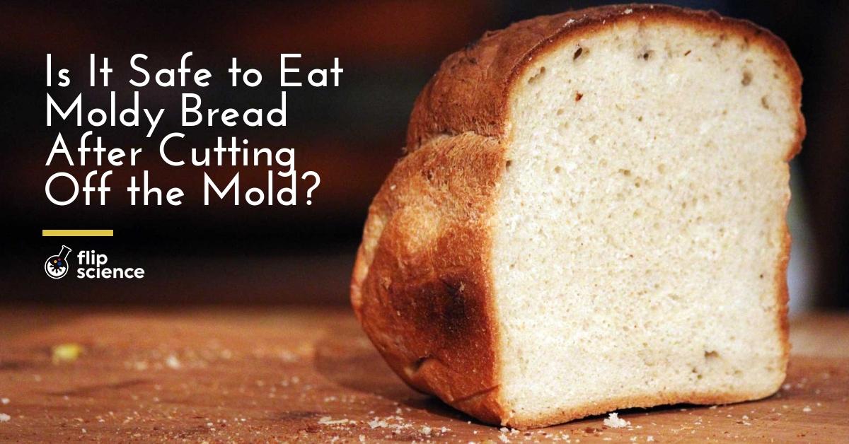 Why You Can't Just Slice The Mold Off A Loaf Of Bread And Eat The Rest
