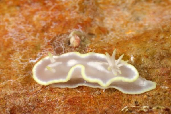 sea slug, philippines