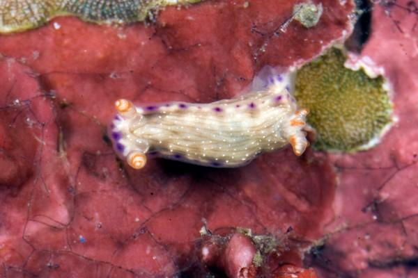 sea slug, philippines