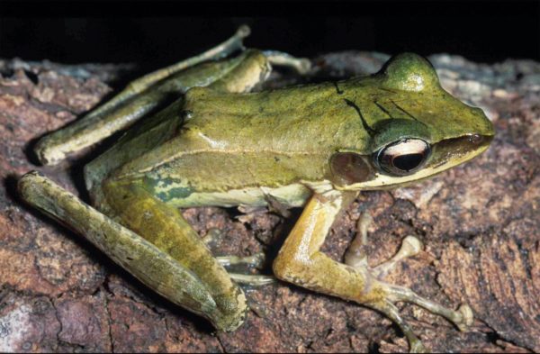 frog, philippines