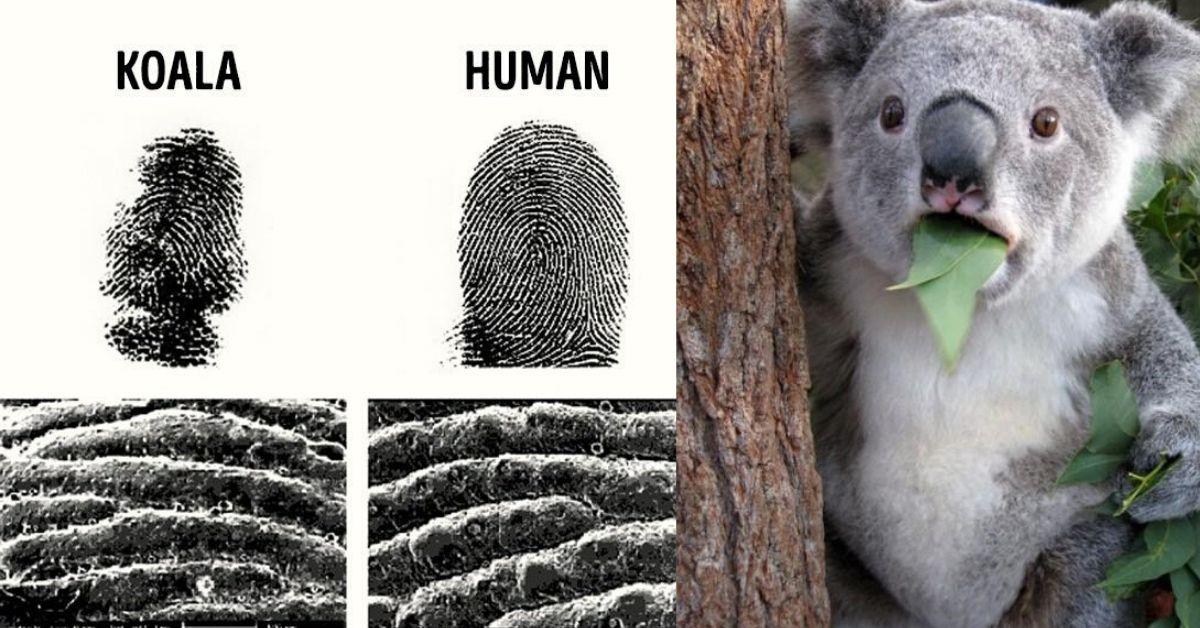 Flipfact August 12 2019 Are Koalas Fingerprints Identical To Ours Flipscience Top 