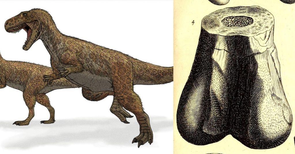 megalosaurus. scrotum humanum, flipfact, flipfacts, flipscience