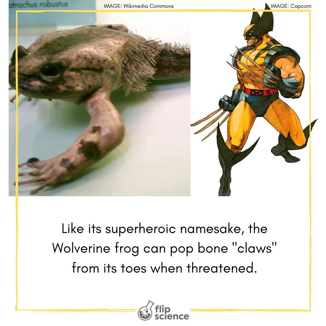 Wolverine amphibian shop