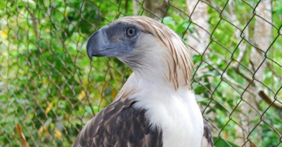 How Pag-asa gave hope to Philippine eagle conservation - FlipScience ...