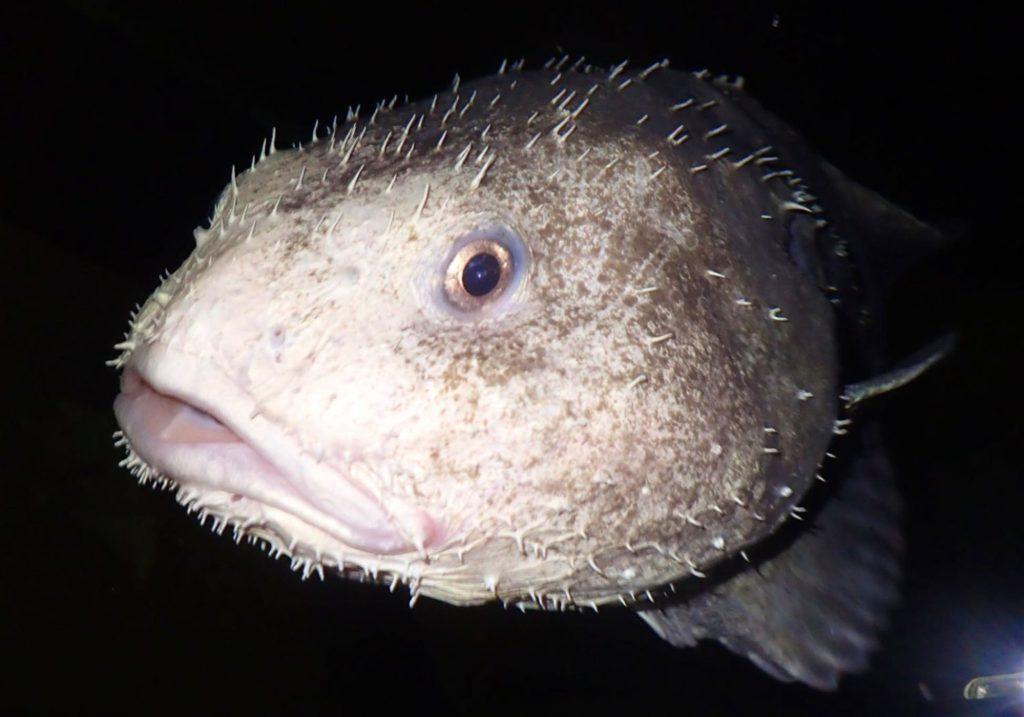 Blobfish under 2,000 to 4,000 feet of water look ordinary but if