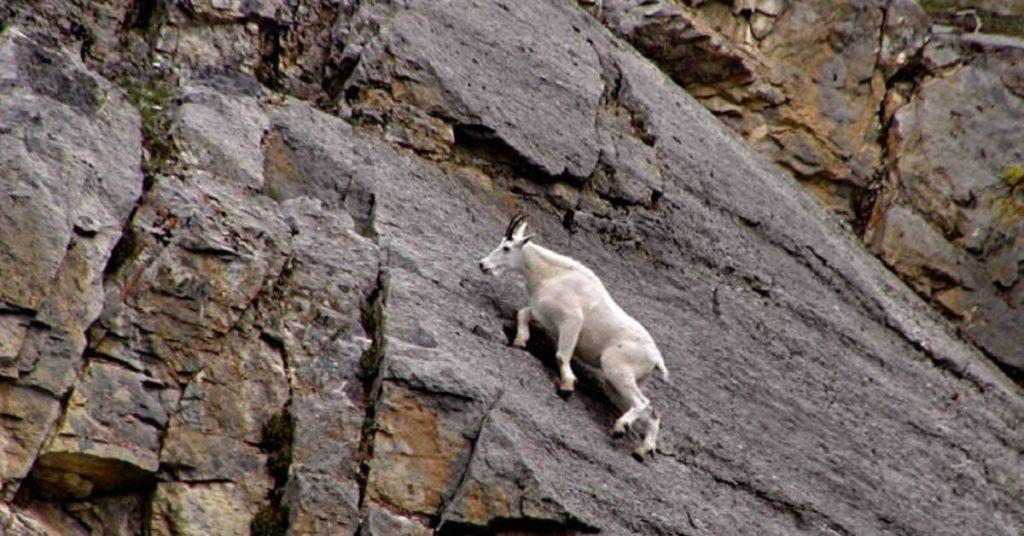 mountain goats climbing vertical