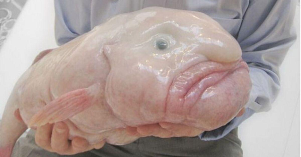 what blobfish really look like