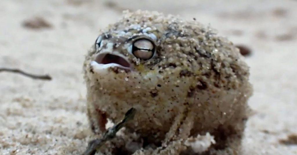 desert rain frog, flipfact, flipfacts, flipscience