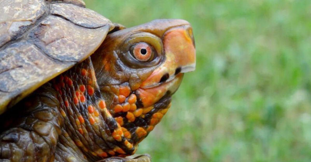 Can all turtles hide in their shells? - FlipScience - Top Philippine ...