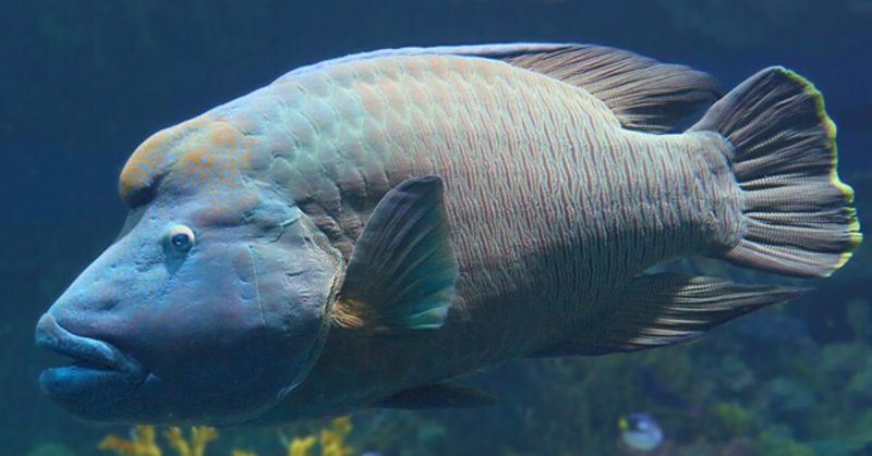 The massive ‘mameng’, defender of the coral reefs - FlipScience - Top ...