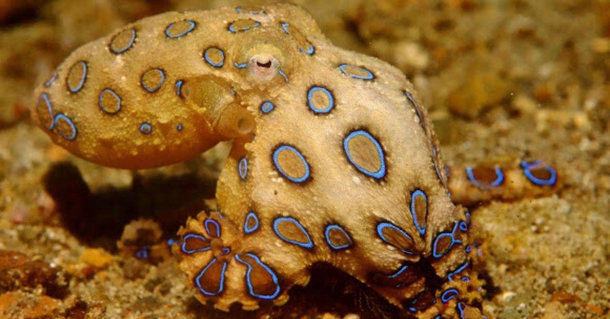 blue ringed octopus venom symptoms