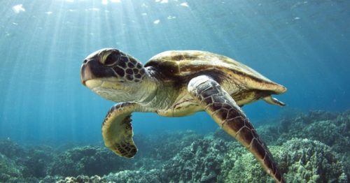 Which marine turtle species are found in the Philippines? - FlipScience