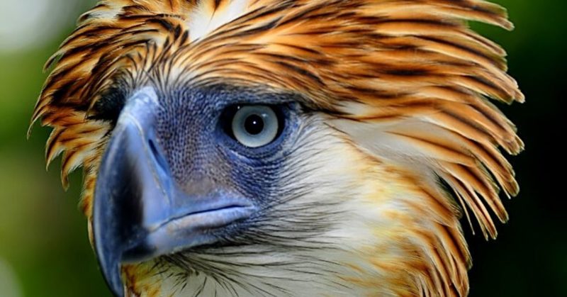 why-the-philippine-eagle-is-unique-among-all-birds-of-prey