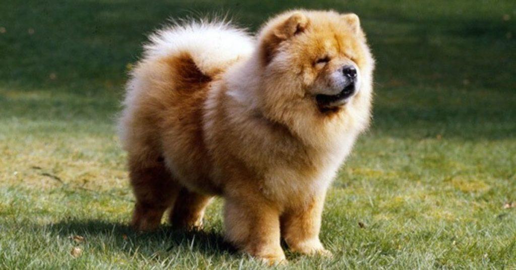 flipfact, flipfacts, flipscience, dogs, dog, chocolate, theobromine, chowchow