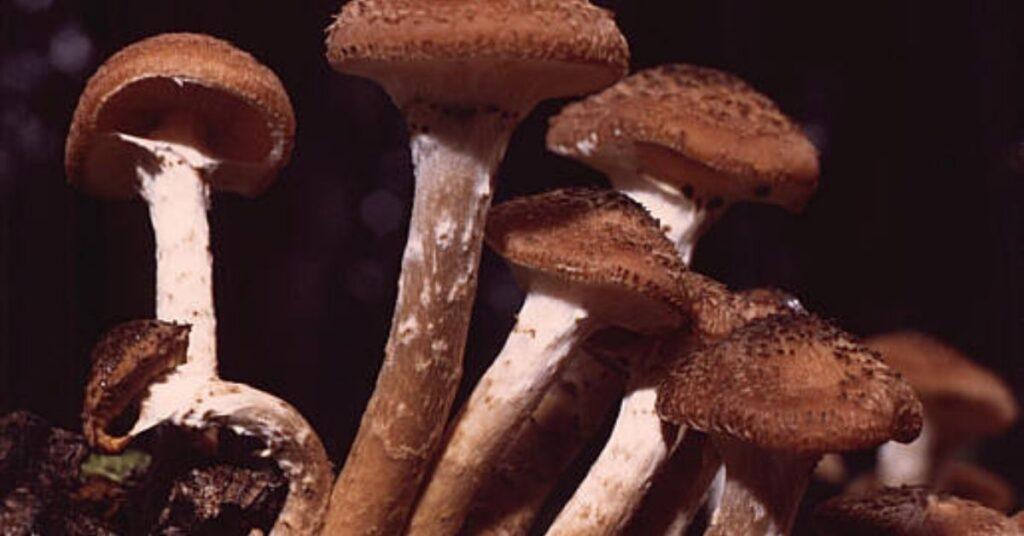 flipfact, flipfacts, flipscience, fungus, largest known living organism, Armillaria solidipes, honey fungi