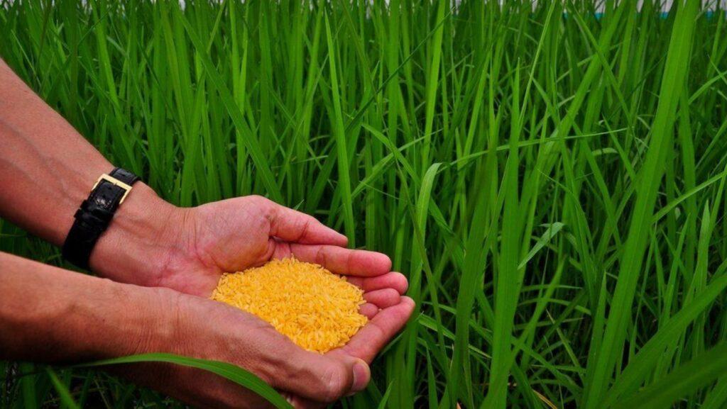 green revolution, philippines, irri, rice, golden rice, food sustainability 
