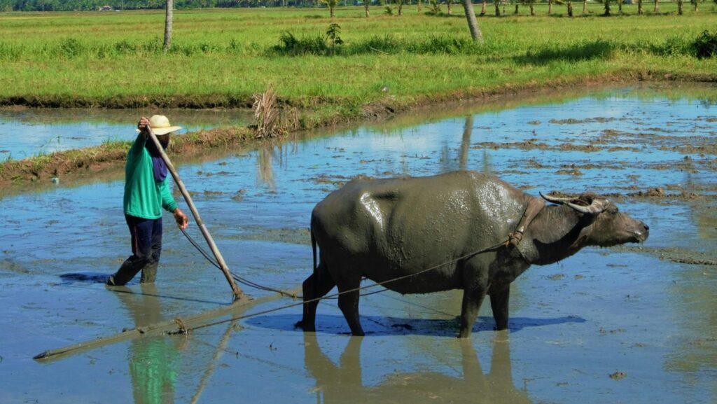 agriculture, farm, philippines