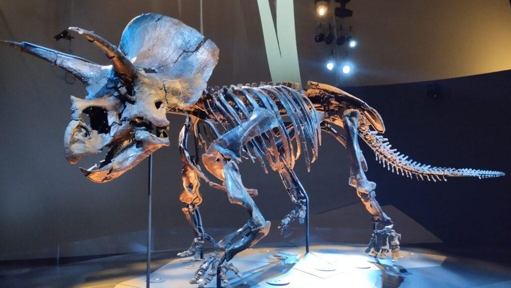 mass extinction, triceratops, fossil, skeleton