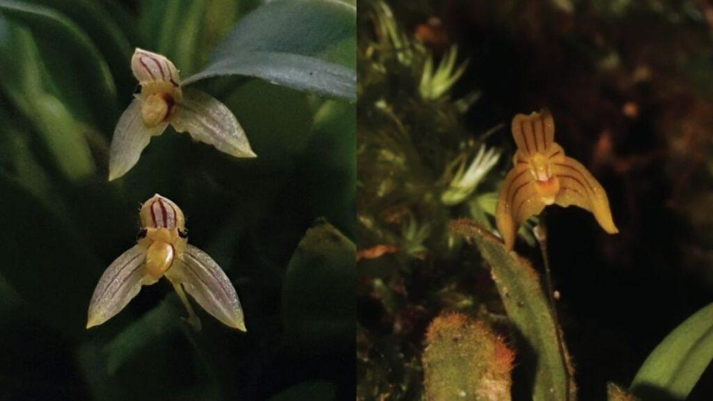 Bulbophyllum barcelonae, Bulbophyllum pelseri