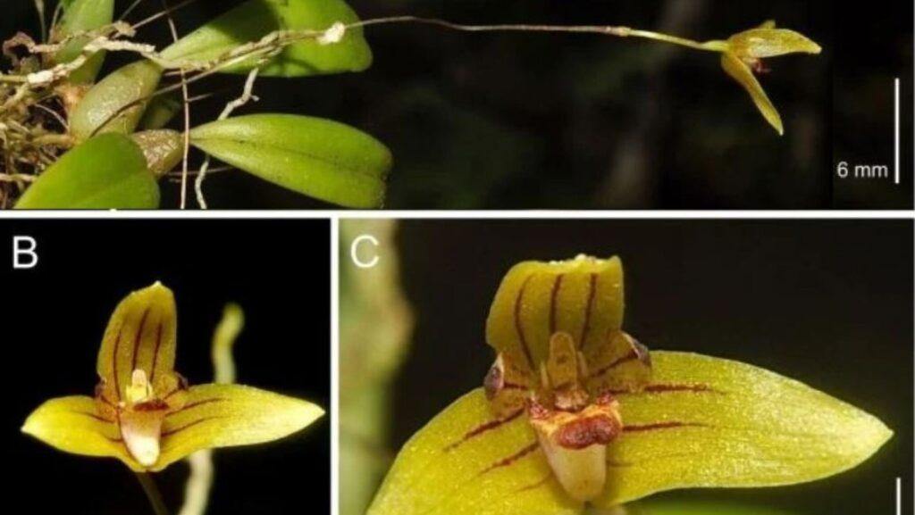 bulbophyllum bokodense, Maverick Tamayo, Liezel Magtoto, Patrick James Penales, Ethel Ruth Baquiran, Rene Alfred Anton Bustamante