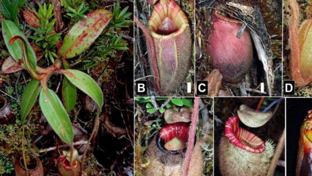 Nepenthes kampalili 