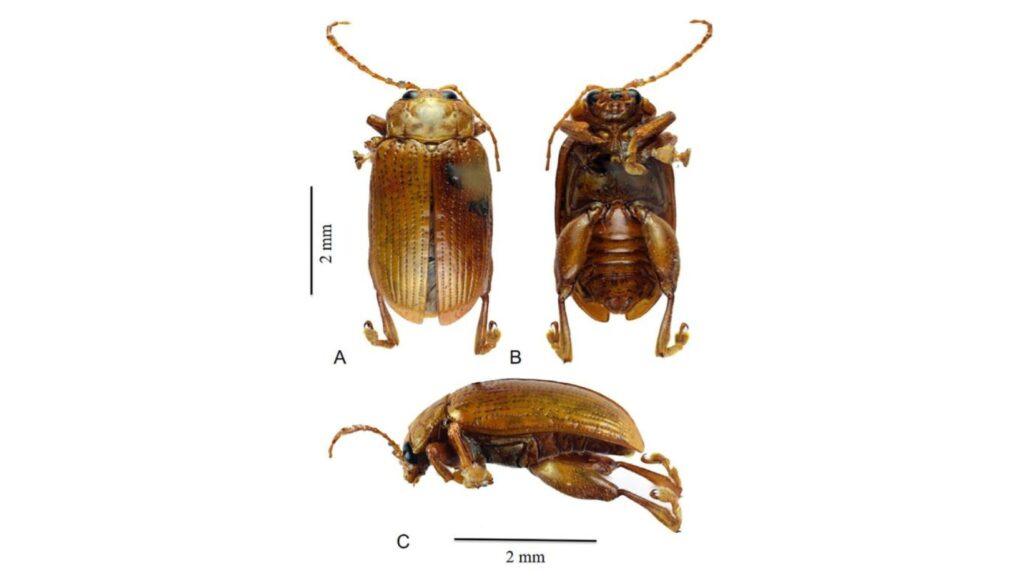 podontia rustiai